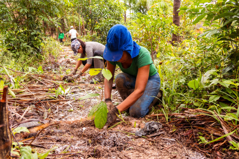 Comunidades do Marajó fortalecem adaptação climática com agroflorestas e saberes tradicionais